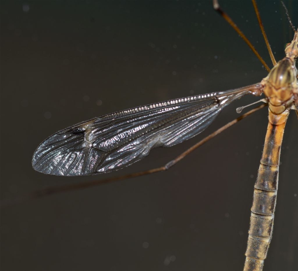 Tipula sp.